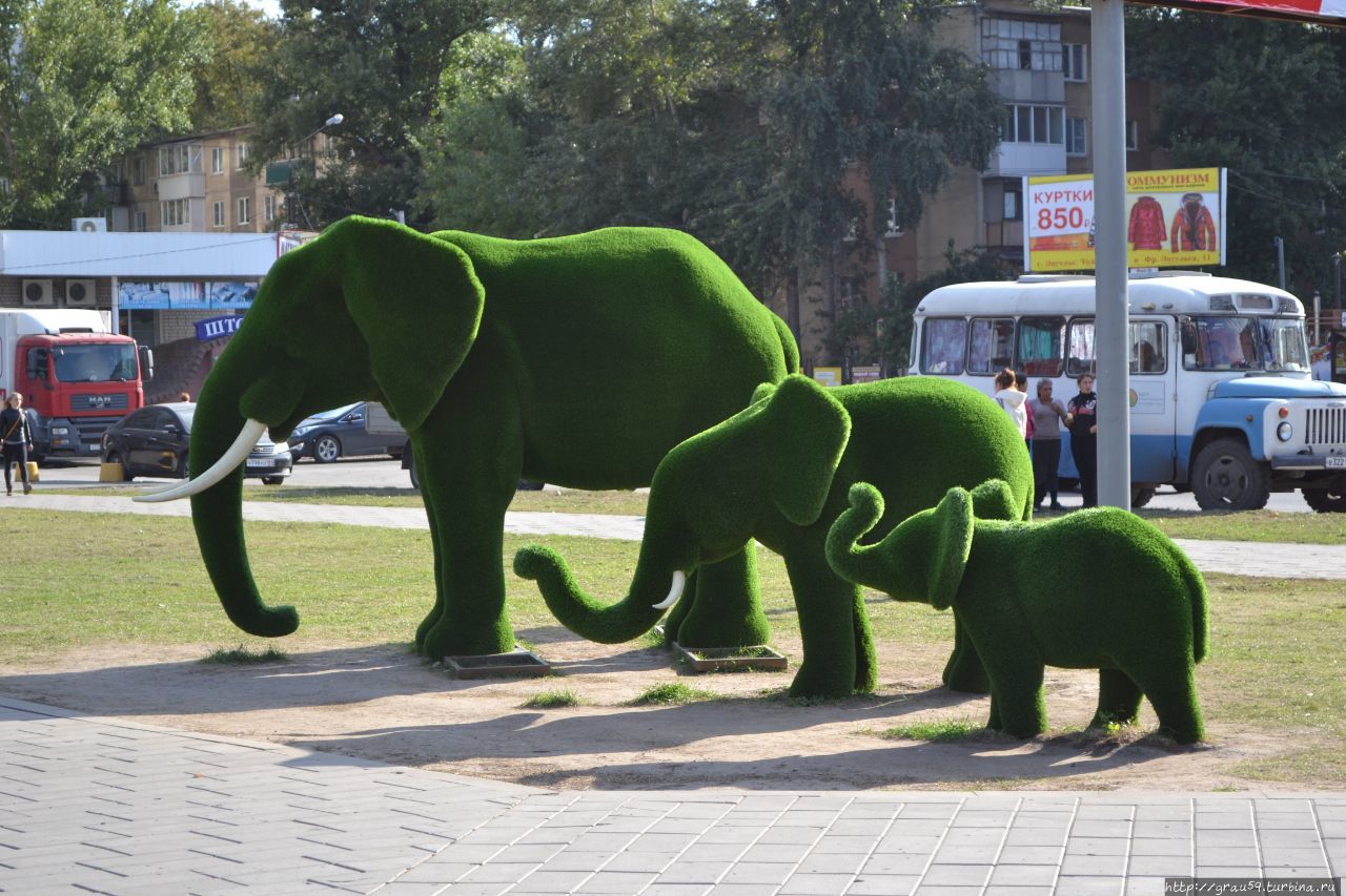 Где покровчанин шёл летним днём, встретил его зелёный слон