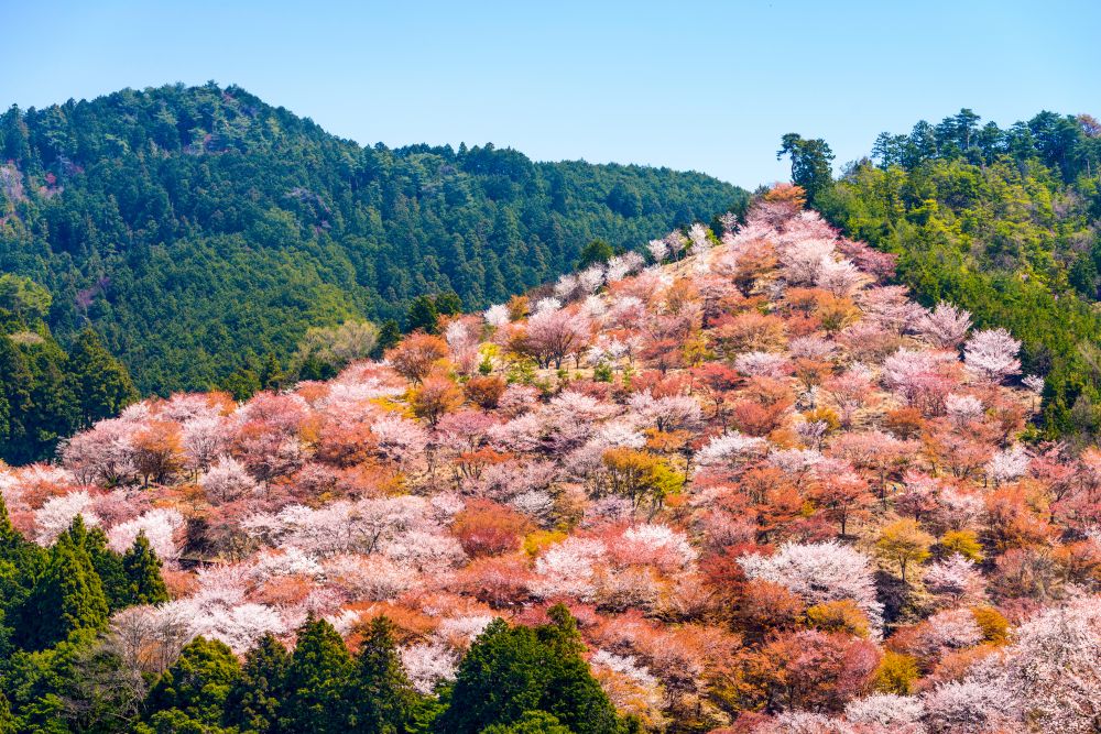 Гора Йосино / Mount Yoshino (吉野山)