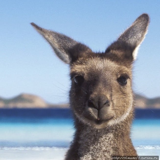 Как подать документы на туристическую визу Австралии? Австралия