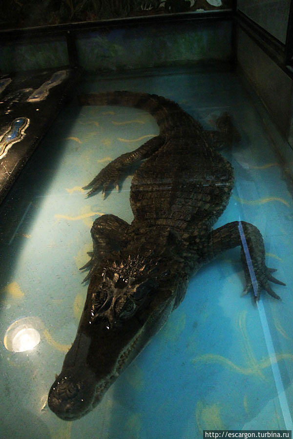 Крокодиловый кайман (Caiman crocodilus)