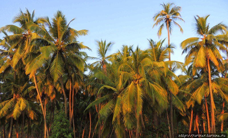 Кокосовые пальмы на закате особенно красивы. Палолем, Индия