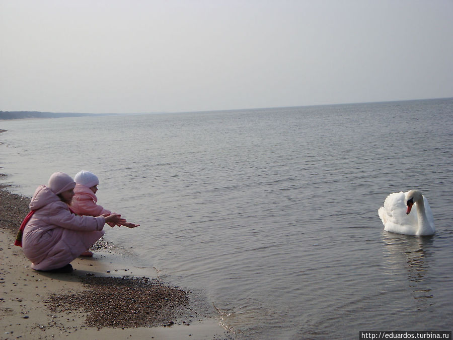 на Куршской косе на Куршской косе