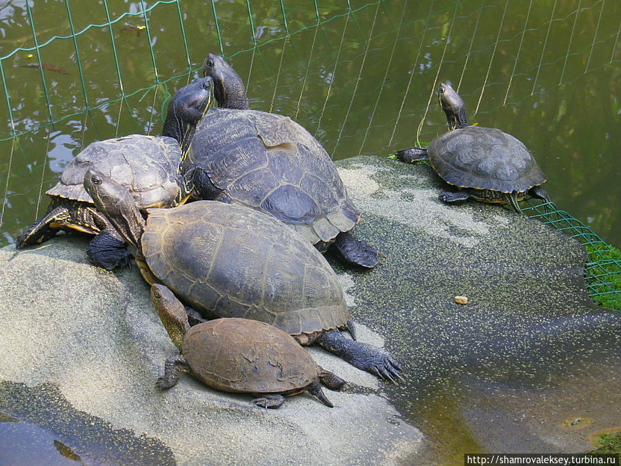 Феррара. Ботанический сад Феррара, Италия Феррара. Ботанический сад Феррара, Италия