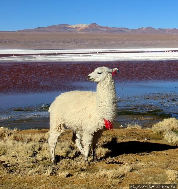 Салар де Уюни. День 1. Разноцветные лагуны, ламы, гейзеры Уюни, Боливия