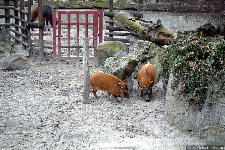В будапештском зоопарке зимой Будапешт, Венгрия В будапештском зоопарке зимой Будапешт, Венгрия