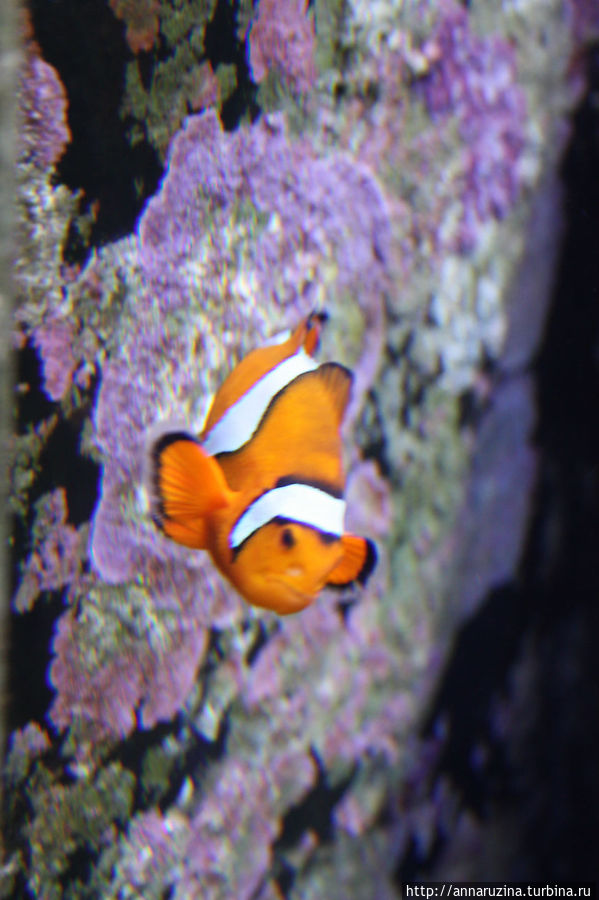 океанариум океанариум