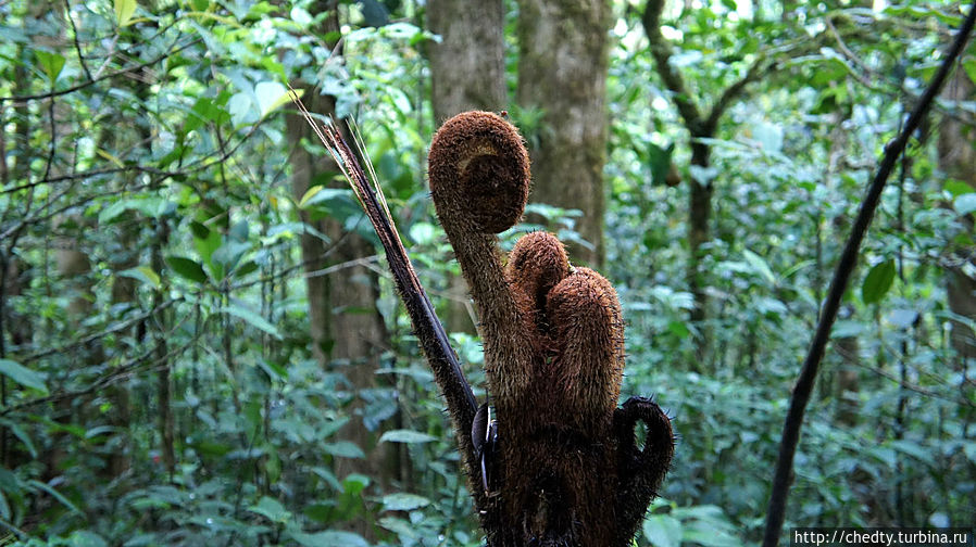 Побеги папоротника (обезьяний хвост) Санта-Елена, Коста-Рика