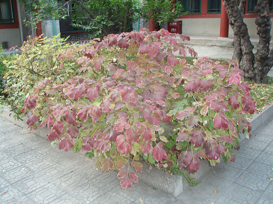 Пекин. Парк Бэйхай Пекин, Китай Пекин. Парк Бэйхай Пекин, Китай