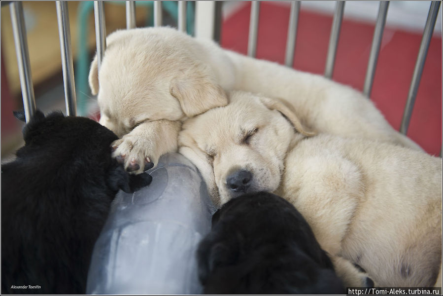 Маленькие щенки на Фабрике собак. Так мы прозвали огромный рынок, торгующий щенками всех возможных пород. Довольно странная картина — щенки, спящие в обнимку с бутылкой, наполненной льдом. Видимо, так легче переносится летняя жара...
* Пекин, Китай