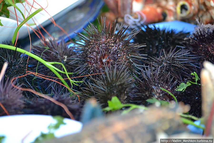 Морские ежи Морские ежи