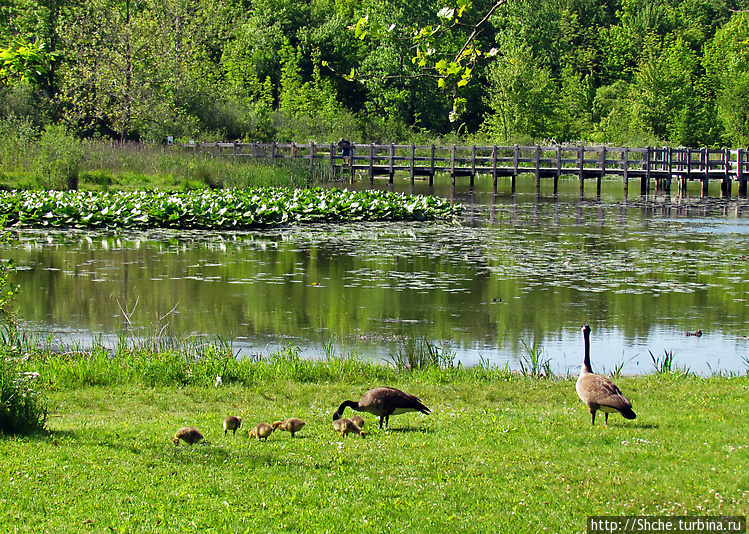 Семейка залетевших канадс Семейка залетевших канадс