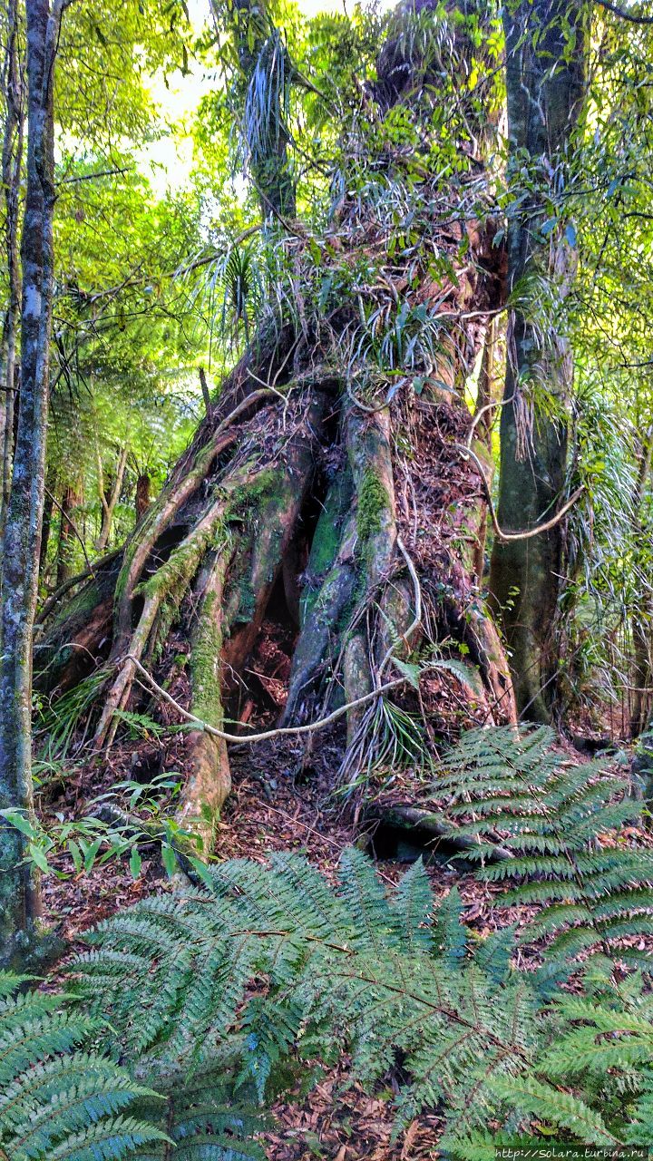 Поход. Психоделика и древние тайны  Новозеландских лесов Те-Ароха, Новая Зеландия