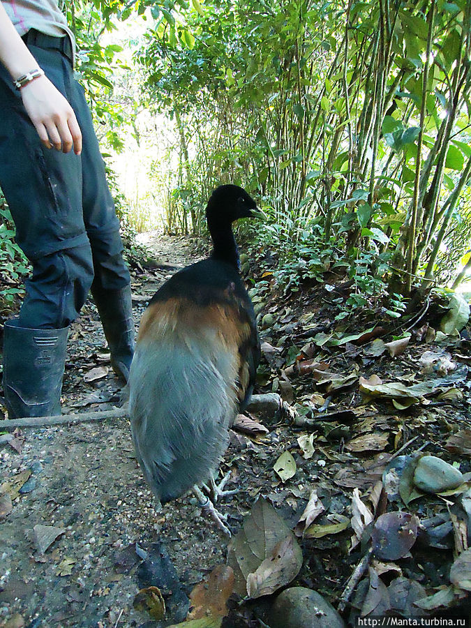 Эта странная морда ходила с нами. Ей нравится тусоваться с людьми, хотя тискать себя не дает. Эта странная морда ходила с нами. Ей нравится тусоваться с людьми, хотя тискать себя не дает.