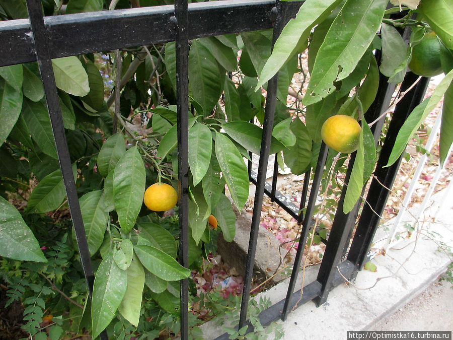 Прошёл год. И снова Дидим в октябре Дидим, Турция Прошёл год. И снова Дидим в октябре Дидим, Турция
