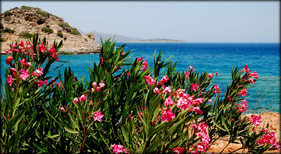 Морское разнообразие острова Крит Остров Крит, Греция