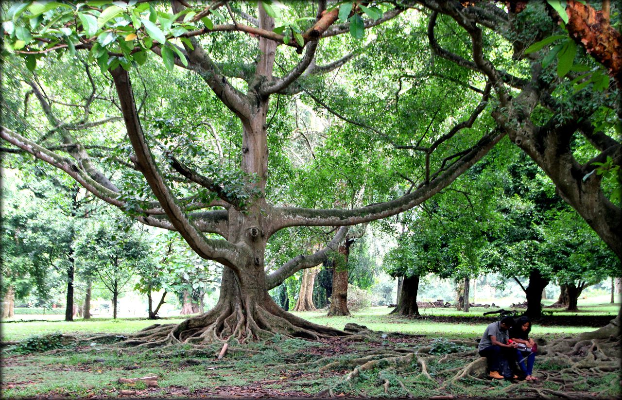 Парадения - ботаническое наследие Шри-Ланки