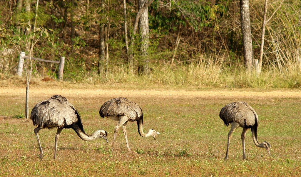 Наблюдение животных в нацпарке Серра-да-Бодокена Серра-да-Бодокена Национальный Парк, Бразилия