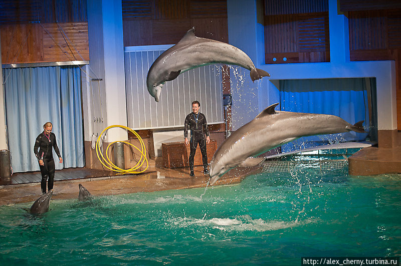 дельфинарий, у дельфинов главная в стае девочка Веера, где же она? Тампере, Финляндия