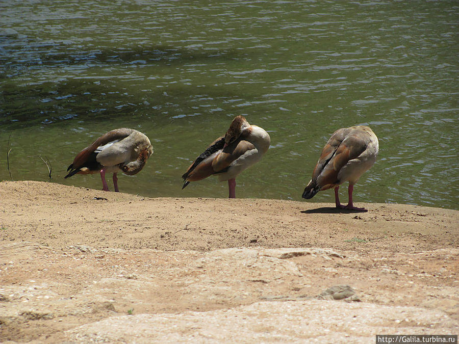 Утренний сон. Тель-Авив, Израиль Утренний сон. Тель-Авив, Израиль