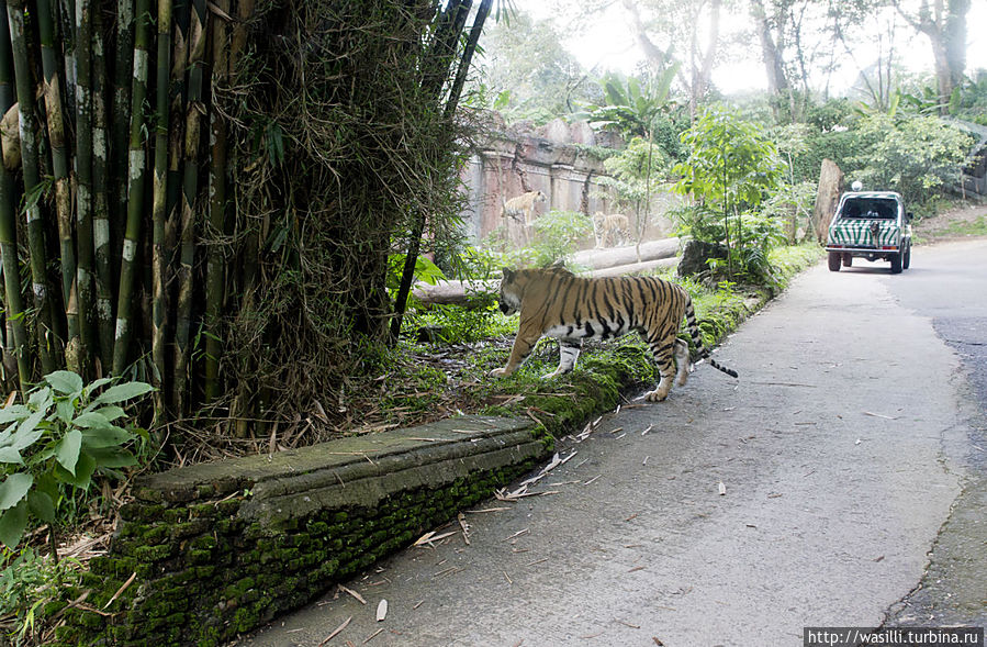 Гуляет где хочет. Ищет туристов... Гуляет где хочет. Ищет туристов...