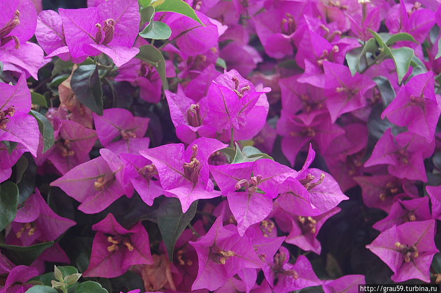 В Ларнаке цветут цветы и зреют плоды Ларнака, Кипр