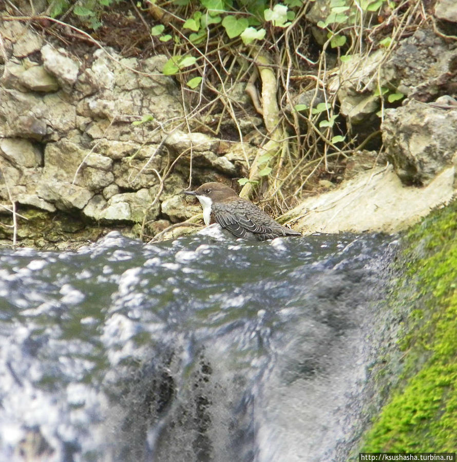 Птичка купается на самом краю ручейка-водопада Шаффхаузен, Швейцария