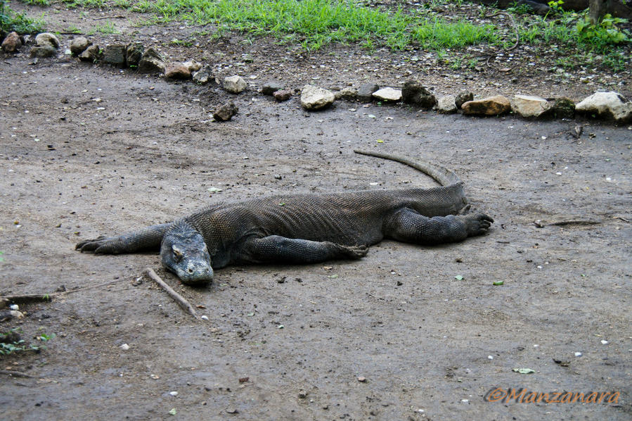 Индонезия. Остров Ринча Остров Ринка, Индонезия Индонезия. Остров Ринча Остров Ринка, Индонезия