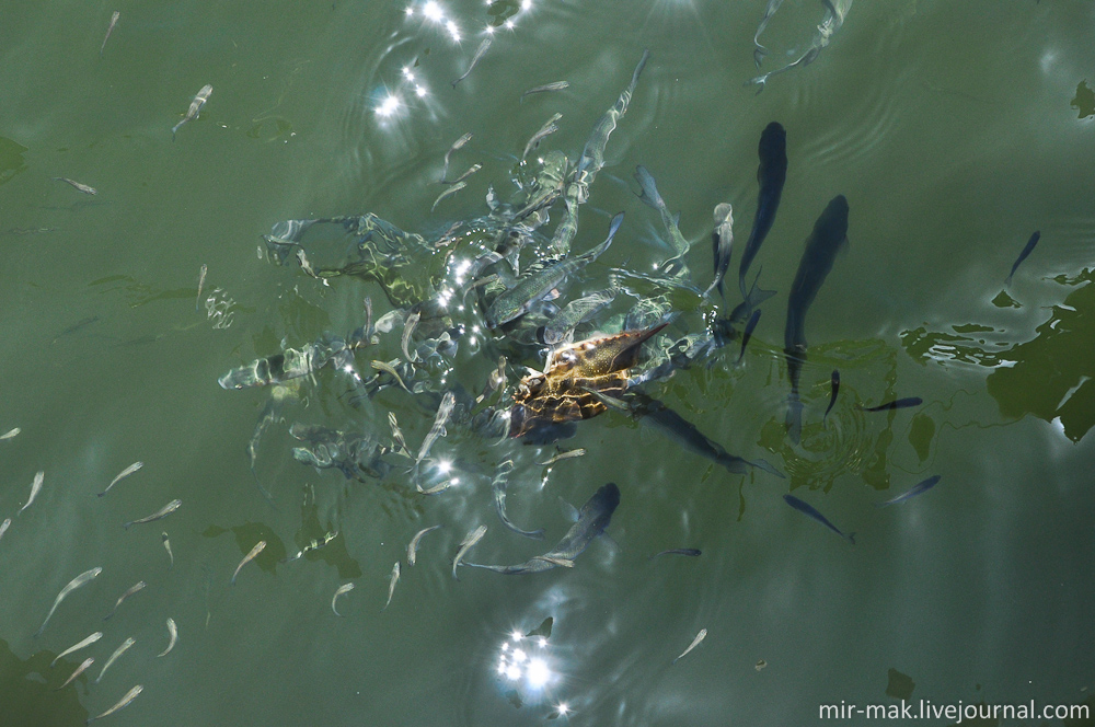 Крабов едят не только люди с черепахами, но и многочисленные рыбы, не прочь откусить от него по кусочку. Дальян, Турция Крабов едят не только люди с черепахами, но и многочисленные рыбы, не прочь откусить от него по кусочку. Дальян, Турция