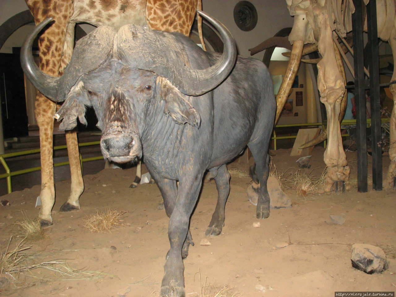 Музей в Наироби Найроби, Кения