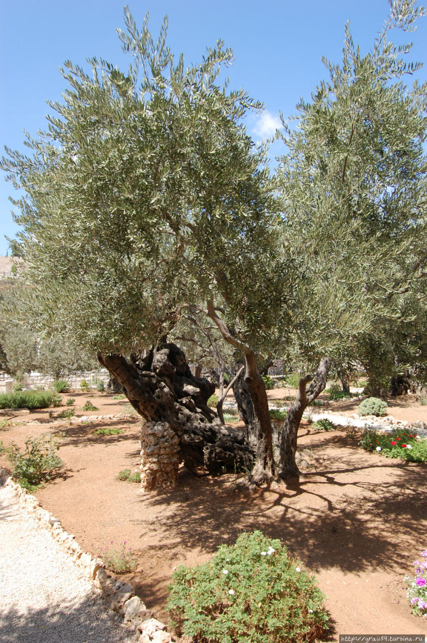 Древние оливы легендарного сада Иерусалим, Израиль