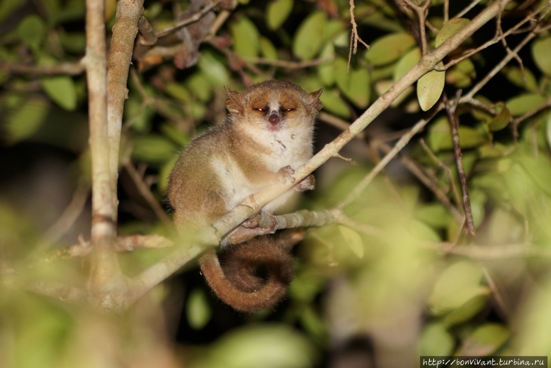 Мышиный лемур Мадагаскар
