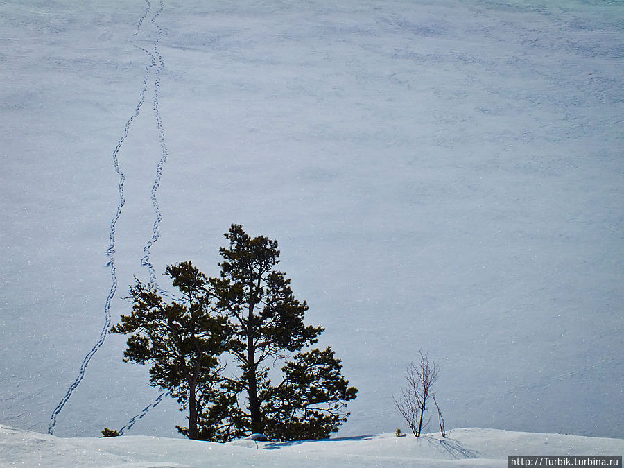 Скалы, сосны, снег и лёд Куркиёки, Россия