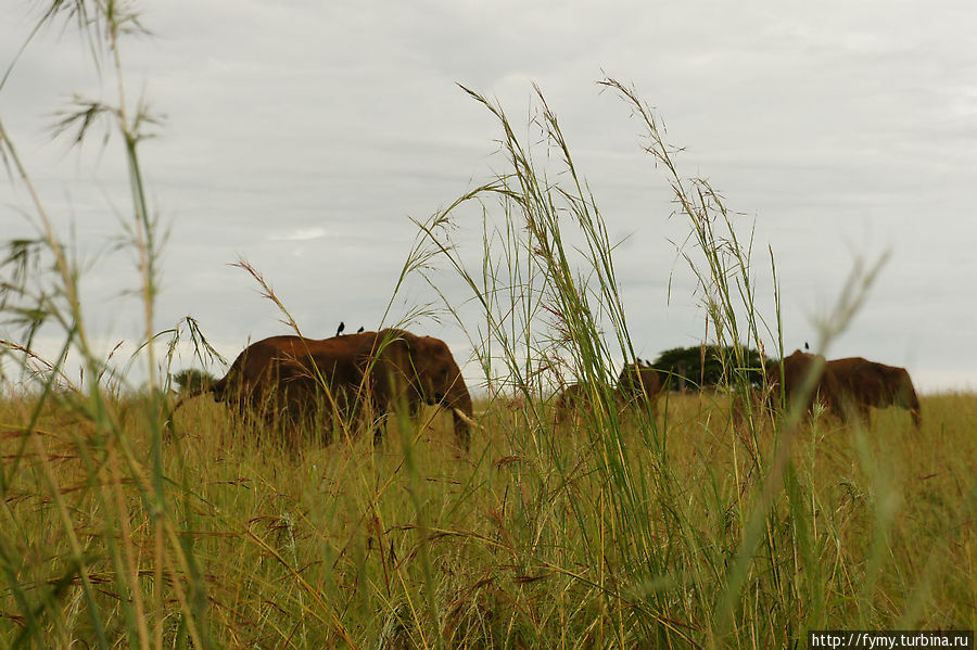 От Кампалы на север Уганда От Кампалы на север Уганда