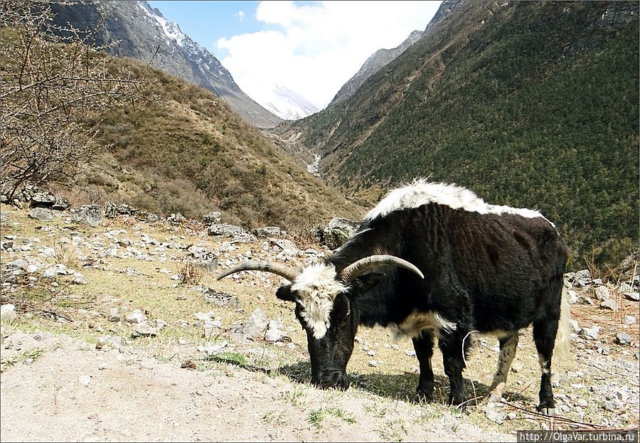 Живой мир Непала: мохнатые яки Лангтанг, Непал