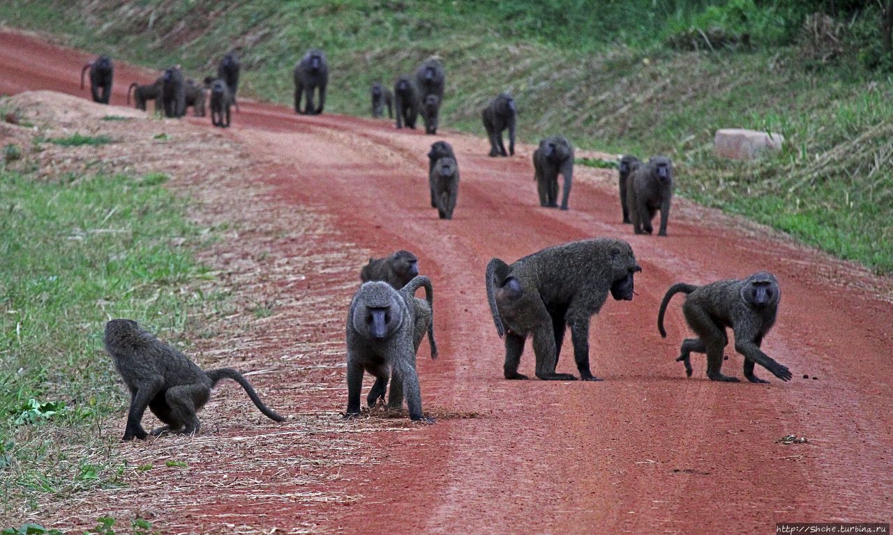 Будонго лес — фейс-контроль павианов пройден Будонго лес, Уганда