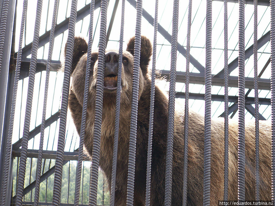 Красноярский зоопарк 