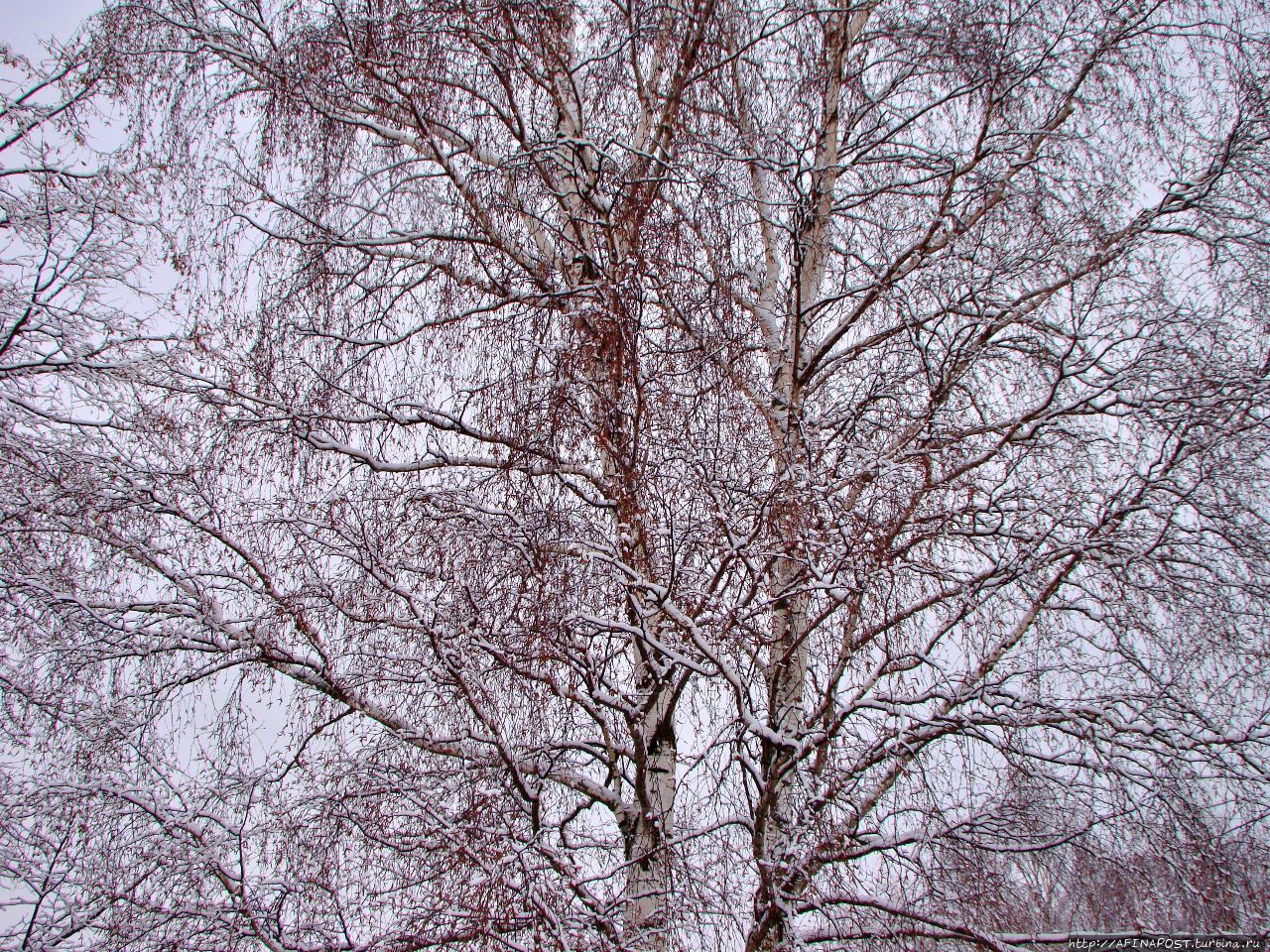 Зима. Прилетели свиристели — посвистели, улетели Москва и Московская область, Россия