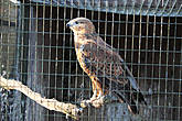 Курганник ( Buteo rufinus)

Курганник обитает в средиземноморском регионе, в частности в Северной Африке, в Греции, Турции, а также на Кавказе, на Аравийском полуострове, в Средней Азии.