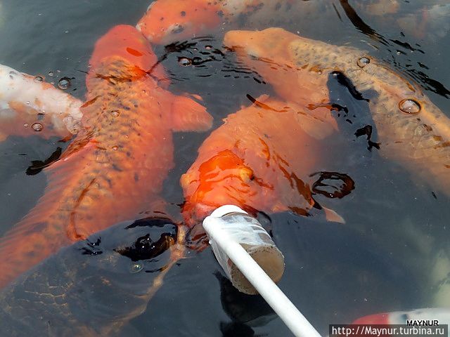 Кормление рыб через соску Кормление рыб через соску