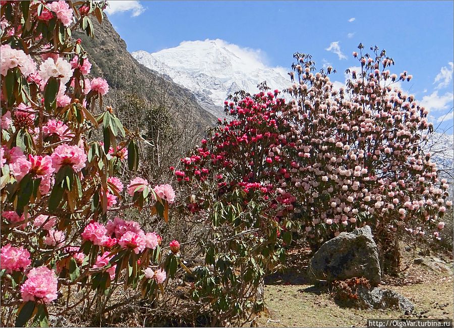 В одном месте  могут соседствовать деревья с цветами разного окраса — от бледно-розового до ярко-красного Непал