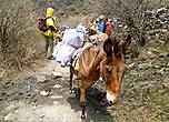 Непальские лошадки, хоть и маленького росточку, а сильные и выносливые