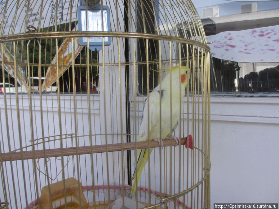 Мы прощаемся с Дидимом. Лето продолжается, а мы уезжаем... Дидим, Турция Мы прощаемся с Дидимом. Лето продолжается, а мы уезжаем... Дидим, Турция