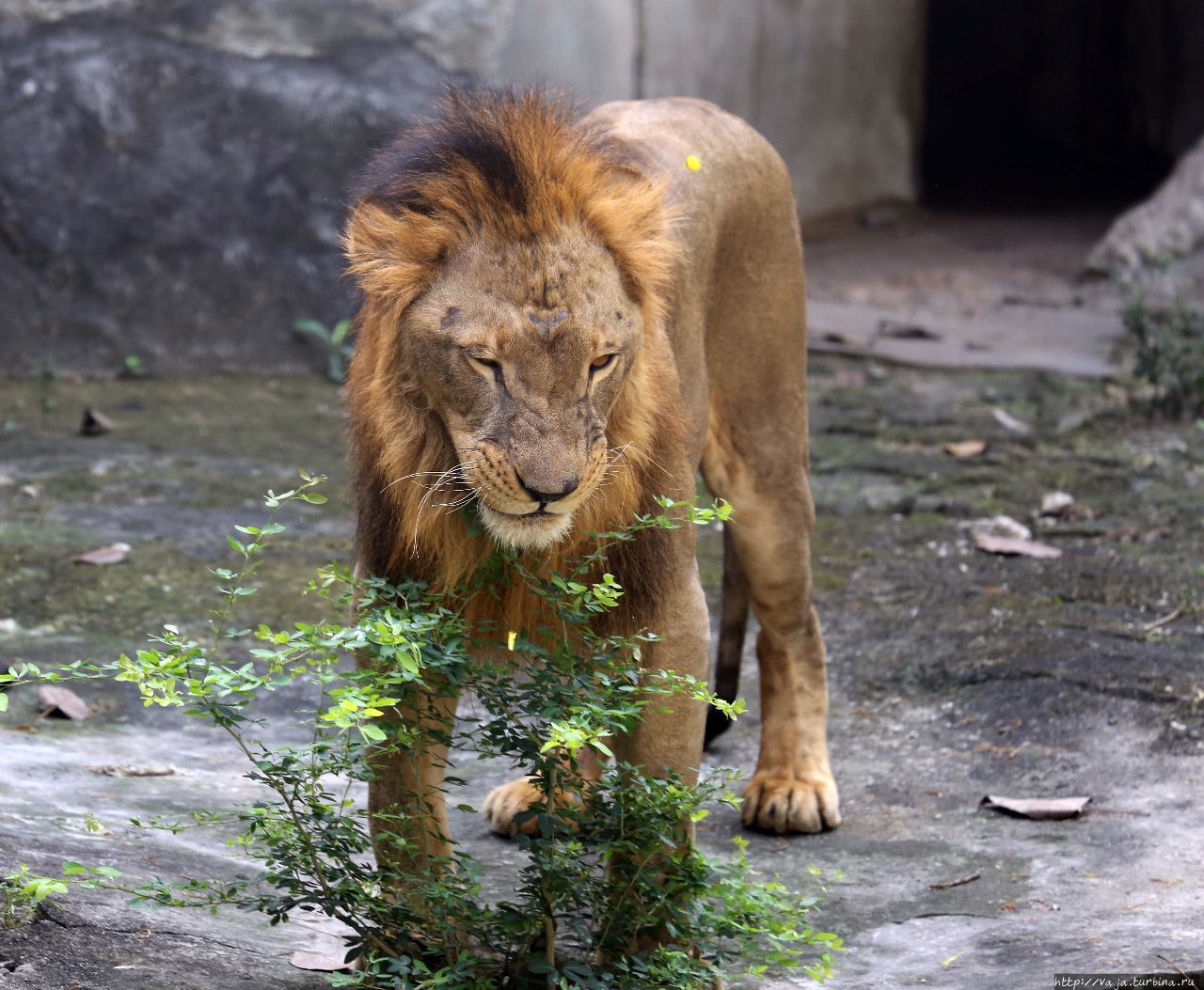 Зоопарк Манилы Манила, Филиппины Зоопарк Манилы Манила, Филиппины