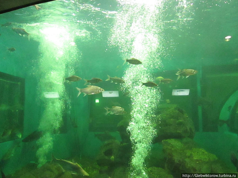 Aquarium Рой-Ет, Таиланд