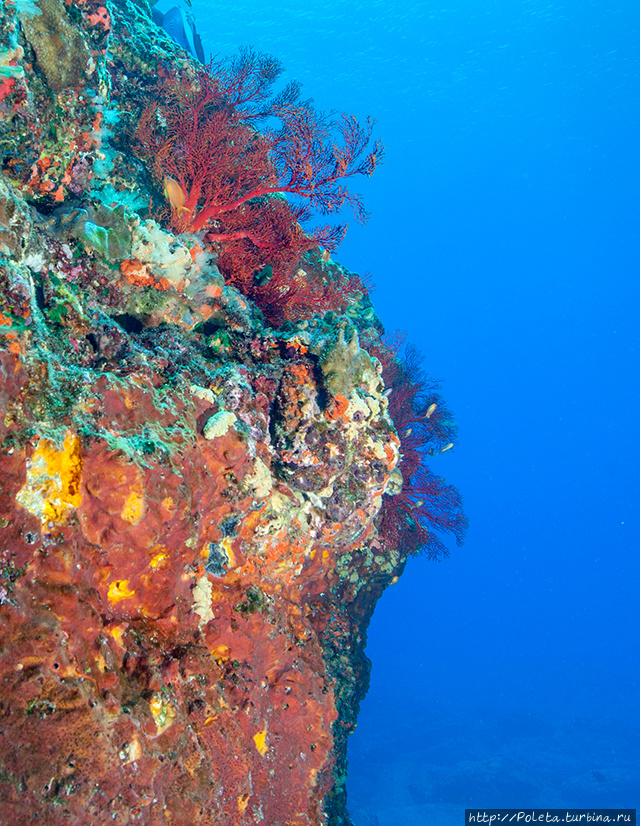 Подводные тайны Окинавы Окинава, Япония Подводные тайны Окинавы Окинава, Япония