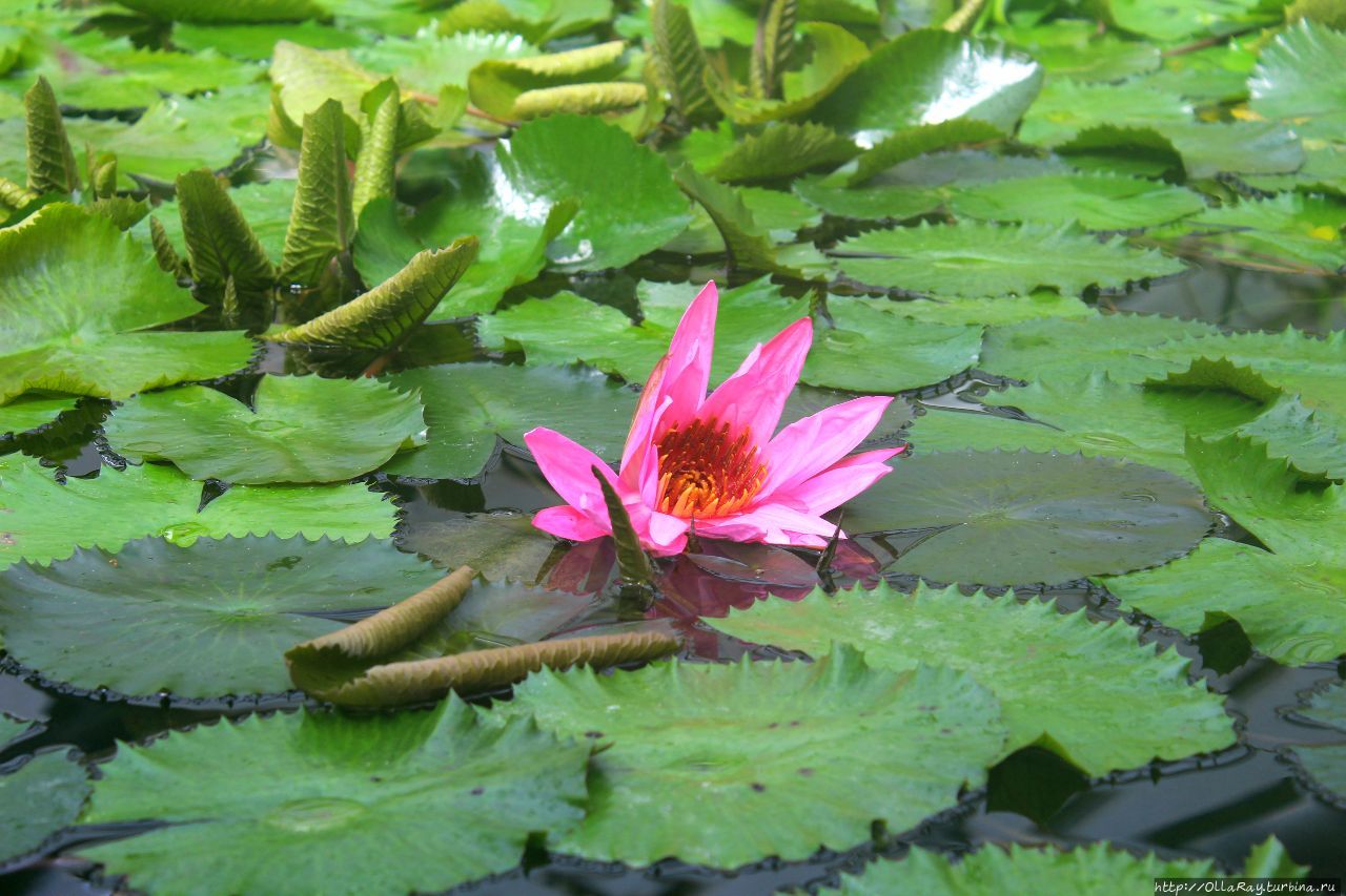 Питер, гроза и флоксы. Санкт-Петербург, Россия Питер, гроза и флоксы. Санкт-Петербург, Россия