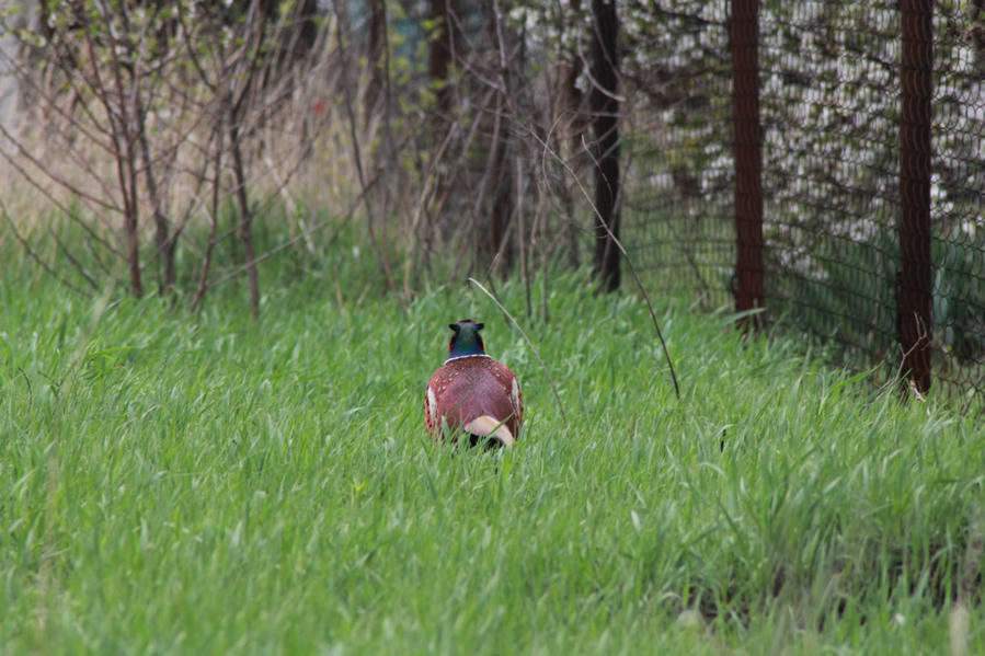А у нас кричат фазаны... Днепропетровская область, Украина