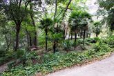 Ботанический сад. Тбилиси