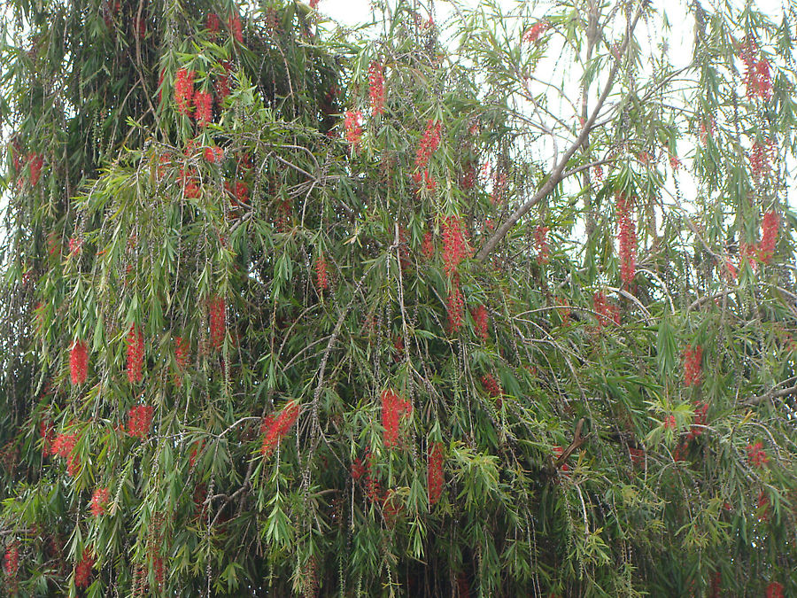 Счастье молодоженов начинается в Далате Далат, Вьетнам Счастье молодоженов начинается в Далате Далат, Вьетнам