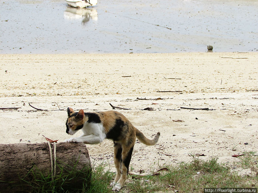 С местным котом подружились) Остров Яо-Ной, Таиланд